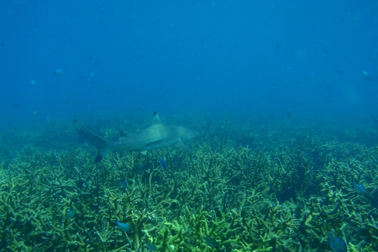 Black Tipped Reef Shark