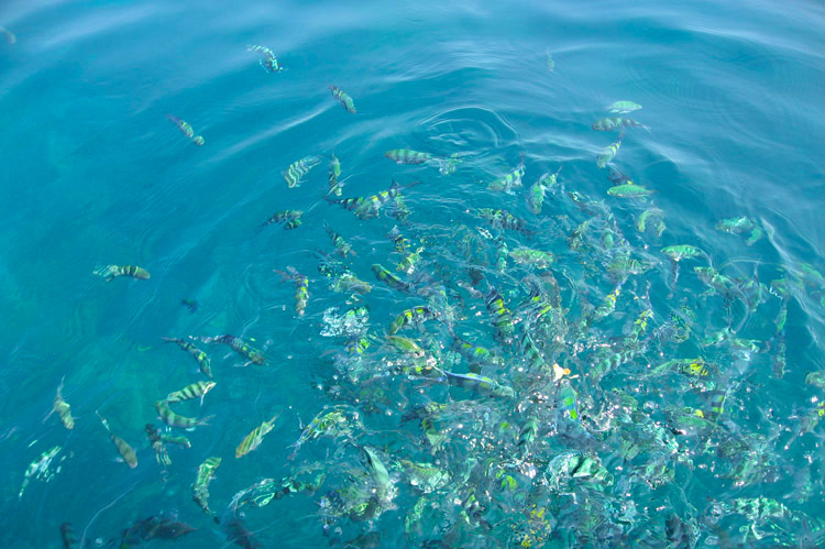 Fisk perhentian island