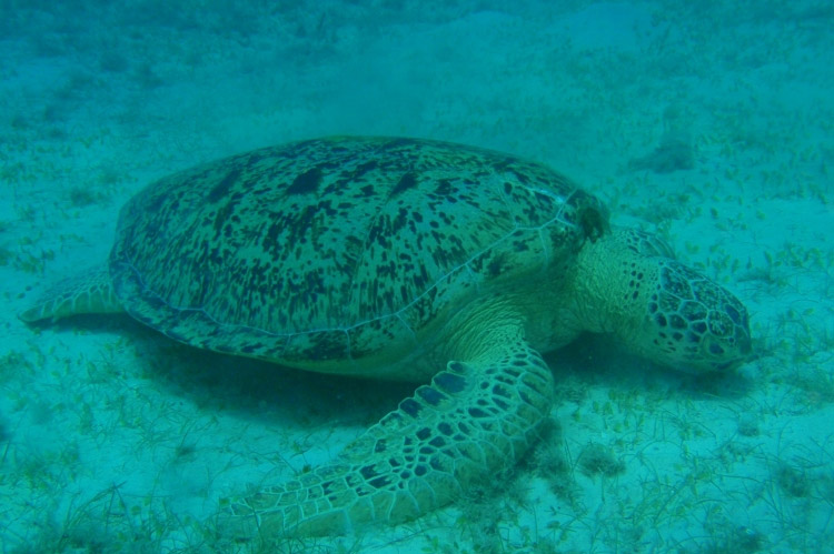 Green Turtle