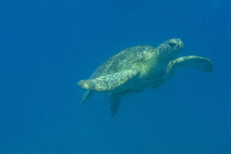 Havskildpadde