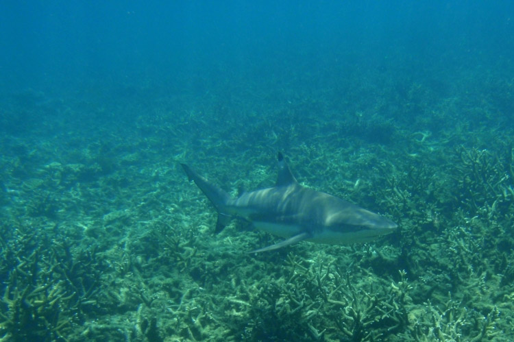 Reefshark i Perhentian Island